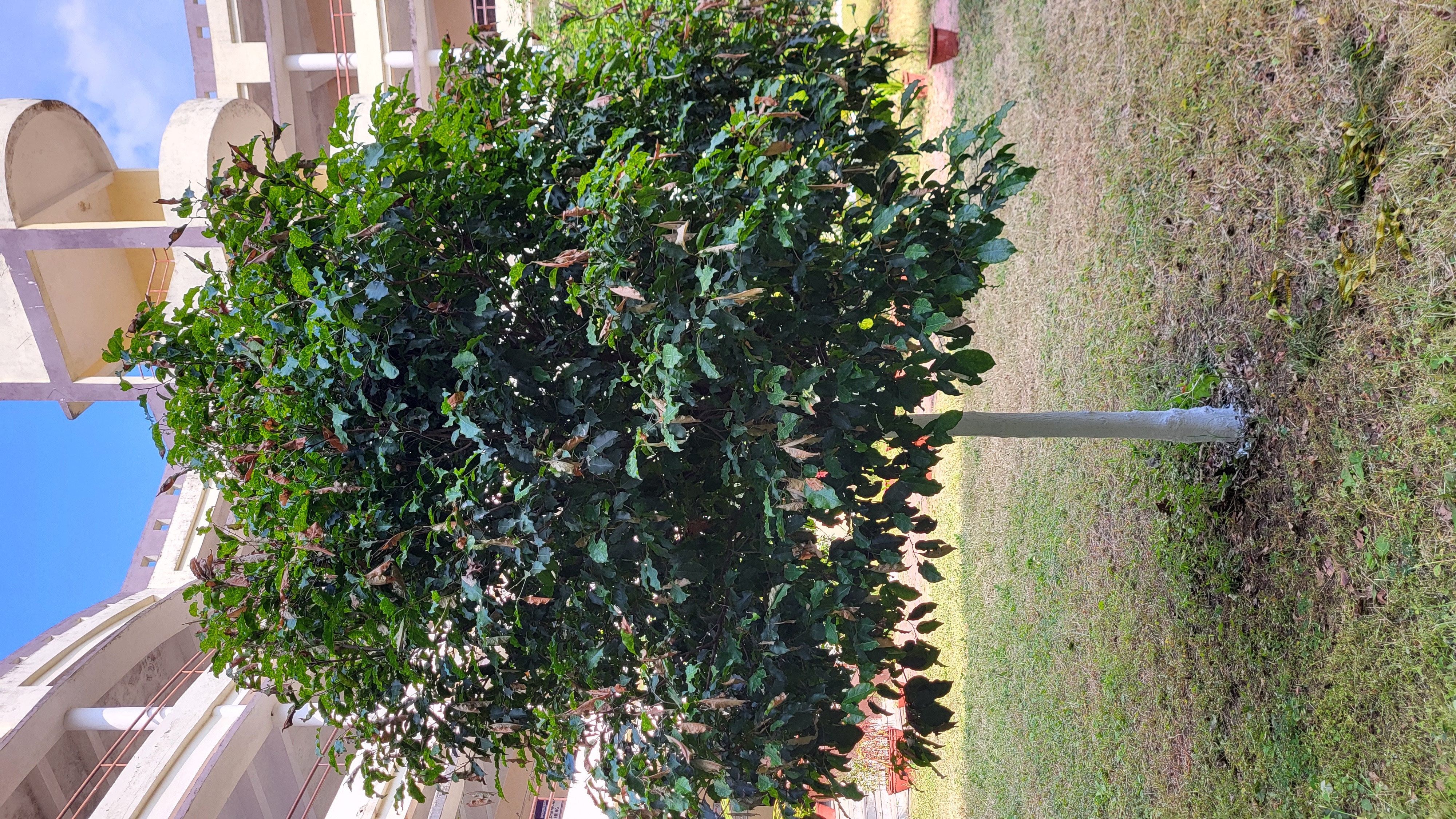 Mango Tree